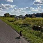 Hundeauslaufgebiet-Elbufer Arneburg-Bild