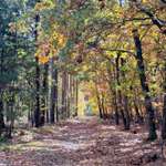 Hundeauslaufgebiet-Stendaler Stadtforst-Bild