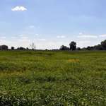 Hundeauslaufgebiet-Elbufer Arneburg-Bild