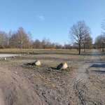 Hundeauslaufgebiet-Stendal-Bild