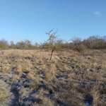 Hundeauslaufgebiet-Stendal-Bild