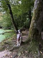 Hündin markiert / Markierverhalten - Erfahrungsaustausch-Beitrag-Bild