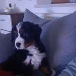 Ersteller:in Vivian Profilbild