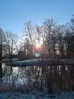 Hundeauslaufgebiet-Berliner Park-Bild