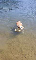 Hundeauslaufgebiet-Glörtalsperre-Bild