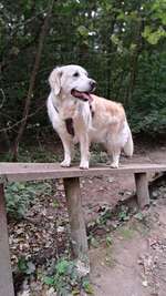 Hundeauslaufgebiet-Hundeauslauf Scharbeutz (Wald)-Bild