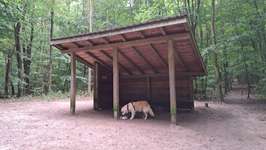 Hundeauslaufgebiet-Hundeauslauf Scharbeutz (Wald)-Bild