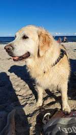 Hundeauslaufgebiet-Hundestrand Haffkrug-Bild