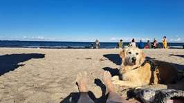 Hundeauslaufgebiet-Hundestrand Haffkrug-Bild