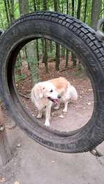 Hundeauslaufgebiet-Hundeauslauf Scharbeutz (Wald)-Bild