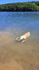 Hundeauslaufgebiet-Glörtalsperre-Bild