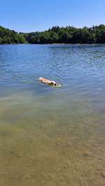 Hundeauslaufgebiet-Glörtalsperre-Bild