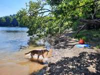 Hundeauslaufgebiet-Glörtalsperre-Bild