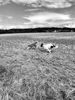 Hundeauslaufgebiet-Feld Neuforweiler-Bild