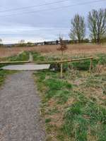 Hundeauslaufgebiet-Waldgebiet mit Hundeschule-Bild