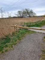 Hundeauslaufgebiet-Waldgebiet mit Hundeschule-Bild