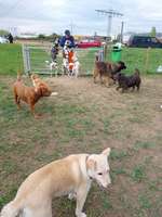 Hundeauslaufgebiet-Hundewiese Herbolzheim-Bild