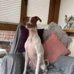 Allergie / kahle Stellen / linearer Fellverlust-Beitrag-Bild