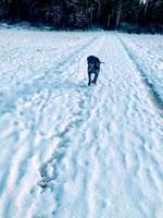 Schneehund-Beitrag-Bild