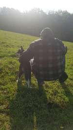 Hundeauslaufgebiet-Huskywiese bei den Tannen-Bild