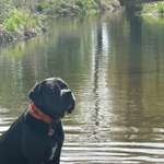 Hundeauslaufgebiet-Hundestrand Grifte-Bild