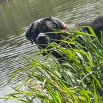 Hundeauslaufgebiet-Hundestrand Grifte-Bild