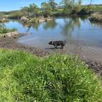 Hundeauslaufgebiet-Hundestrand Grifte-Bild