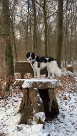 Hundemantel-Beitrag-Bild