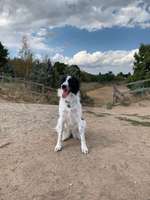 Hundeauslaufgebiet-Ketsch-Bild