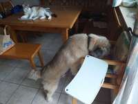 Megaösophagus-Beitrag-Bild