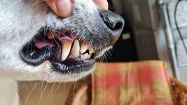 Sammlung von Rechtsprechungen, Entscheidungen zur Halterhaftung gem. BGB und Tierschutzgesetz-Beitrag-Bild