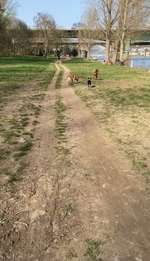 Hundeauslaufgebiet-Oberwerth-Bild