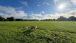 Hundeauslaufgebiet-Hornbach-Bild