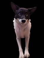 Wer von Euch kennt Vetevo und die Leistungen?-Beitrag-Bild