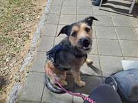 Trimmfell-Beitrag-Bild