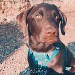 Ersteller:in Hundemama von Bailey Profilbild