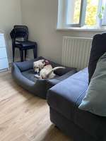 Unbekanntes Problem/Analdrüsen?-Beitrag-Bild