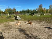 Hundeauslaufgebiet-Industriestraße-Bild