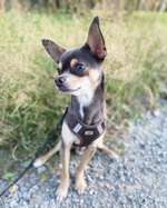 Wo sind die Chihuahua Besitzer ?-Beitrag-Bild