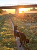 Hundeauslaufgebiet-Flutrinne-Bild