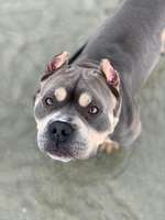 Urlaub mit Hund, WO?-Beitrag-Bild