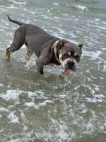 Urlaub mit Hund, WO?-Beitrag-Bild