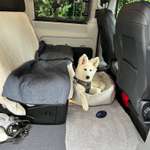 Autofahren: Hund im Fußraum richtig sichern-Beitrag-Bild