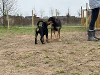 Hundeauslaufgebiet-Hundewiese Erkelenz-Bild