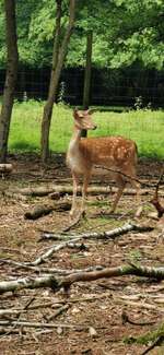 Hundeauslaufgebiet-Stadtwald Bocholt-Bild