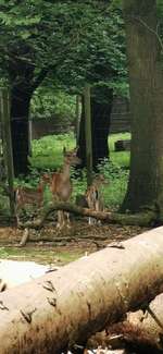 Hundeauslaufgebiet-Stadtwald Bocholt-Bild