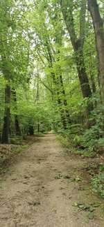 Hundeauslaufgebiet-Stadtwald Bocholt-Bild