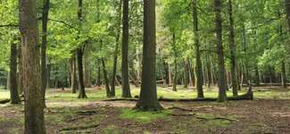 Hundeauslaufgebiet-Stadtwald Bocholt-Bild