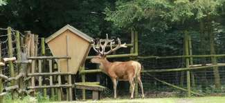 Hundeauslaufgebiet-Stadtwald Bocholt-Bild