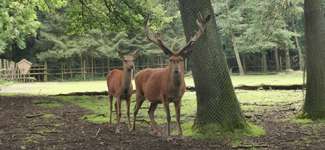 Hundeauslaufgebiet-Stadtwald Bocholt-Bild